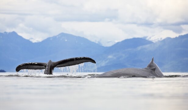 Humpback Whales, fluke and dorsal fin (Megaptera novaeangliae), Baleen Whales, Alaska's Inside Passage, Alaska, USA