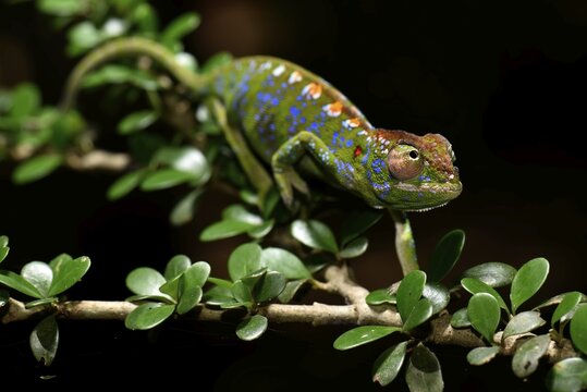 Labords Cham&auml;leon (Furcifer labordi),short-lived chameleon species of the world, male, dry forests of Kirindy, Western Madagascar, Madagascar