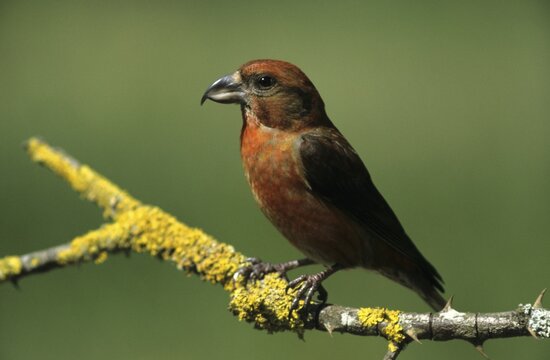 Common crossbill, crossbill (Loxia curvirostra)