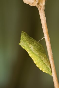 Old World Swallowtail or Common Yellow Swallowtail pupa (Papilio machaon), Schwaz, Tirol, Austria