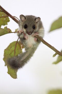 Edible dormouse (Glis glis) on an apple branch, Hesse, Germany