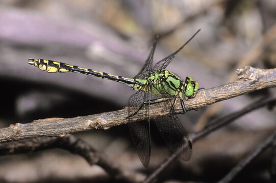 Green Club-tailed Dragonfly Snaketail (Ophiogomphus serpentinus) sunbathing