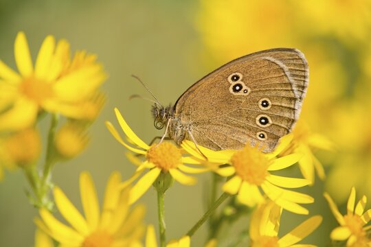 Ringlet (Aphantopus hyperantus), Lower Saxony, Germany