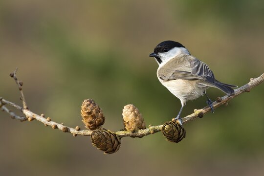 Marsh Tit (Parus palustris), Tyrol, Austria