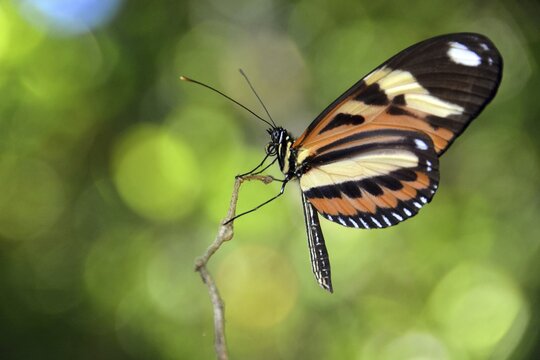 Tropical butterfly, probably Melinaea ethra, rainforest, Ilha Grande, State of Rio de Janeiro, Brazil