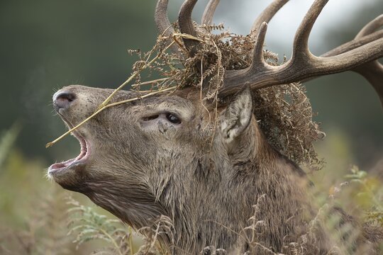 Red deer (Cervus elaphus) adult male stag roaring during the rutting season in autumn with Bracken on its head, England, United Kingdom