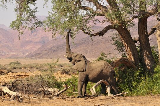 African Bush Elephant or Savanna Elephant (Loxodonta africana) standing in the dry Huab river, Damaraland, Nambia, Africa