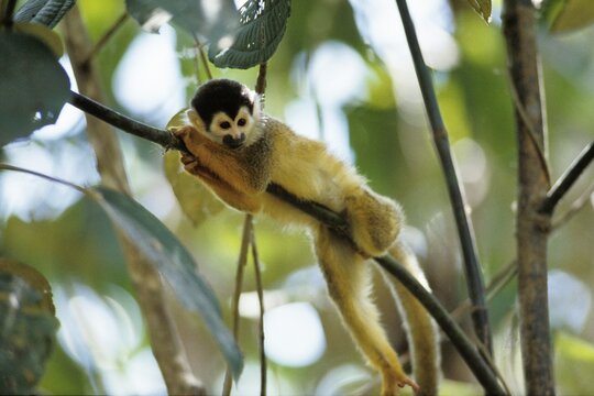Squirrel-monkey (Saimiri oerstedi), Manuel Antonio National Park, Costa Rica, Central America