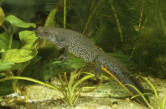 Great Crested Newt, Northern Crested Newt or Warty Newt (Triturus cristatus), female