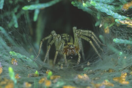 Funnel-web spider, funnel-web spider in its nest