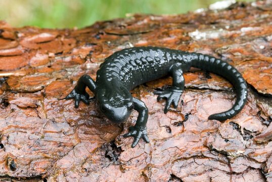 Alpine Salamander (Salamandra atra), Riedener See (Riedener Lake), Lechtal (Lech Valley), Tirol, Austria, Europe