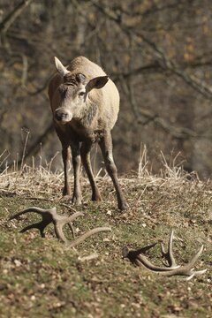 Red deer (Cervus elaphus) without antlers, has shed both poles, Allg&auml;u, Bavaria, Germany