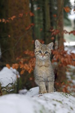 Wildcat (Felis silvestris), young male sitting on a snow-covered tree trunk, Lahn-Dill-Kreis, Taunus, Hesse, Germany