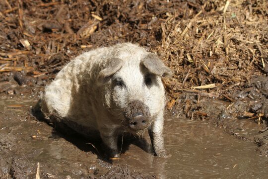 Curly-hair hog or Mangalica pig wallowing in mud, organic husbandry, Hungary, Europe