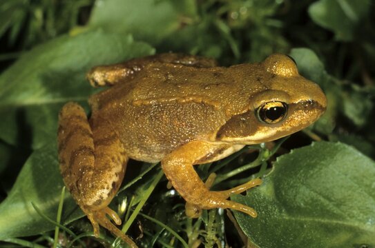 Two-year-old European Common Frog (Rana temporaria)