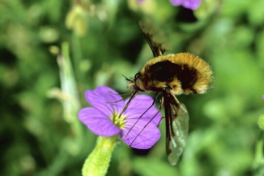 Bee fly (Bombylius major)