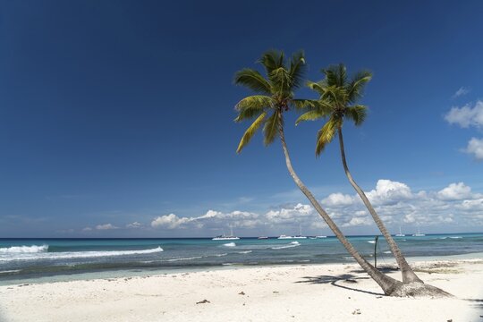 Dream beach, sandy beach with palm trees and turquoise sea, Parque Nacional del Este, Isla Saona, Dominican Republic, Caribbean