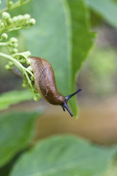 European Red Slug (Arion rufus), Bavaria, Germany, Europe