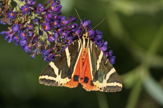 Jersey Tiger (Euplagia quadripunctaria) sucking nectar from Buddleja, butterfly bush, Untergr&ouml;ningen, Abtsgmuend, Baden-W&uuml;rttemberg, Germany