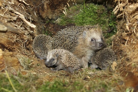 European hedgehog (Erinaceus europaeus) female with 19-day-old young in hiding in hollow tree trunk, Allg&auml;u, Bavaria, Germany