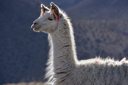 White llama (Lama glama), portrait, Altiplano, Bolivia