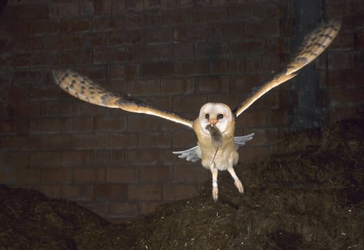 Barn owl (Tyto alba) with preyed mouse