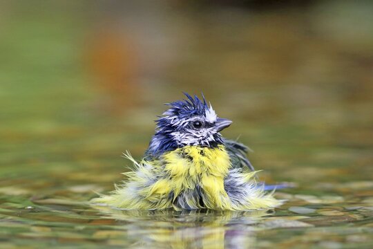 Blue tit (Parus caeruleus) bathes in shallow water, wet, Hesse, Germany
