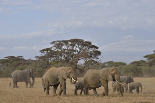 Herd of African Bush Elephants (Loxodonta africana), Amboseli National Park, Rift Valley Province, Kenya