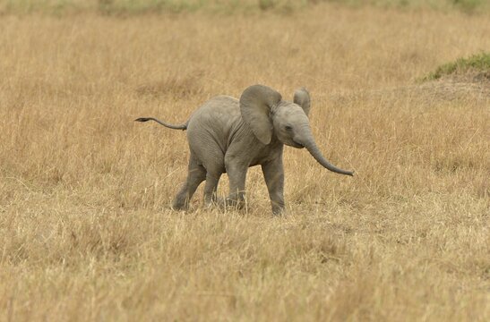 African Bush Elephant (Loxodonta africana), calf, Massai Mara, Rift Valley Province, Kenya