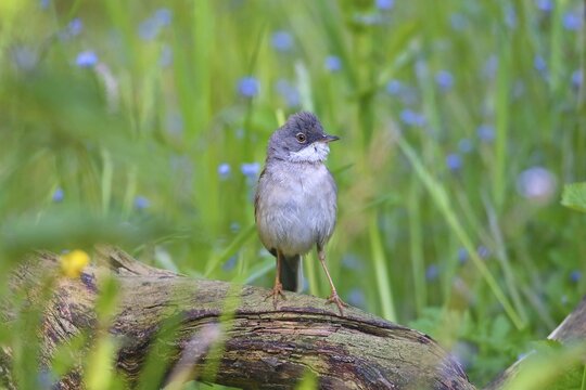 Common whitethroat (Sylvia communis) sits on one root, Germany