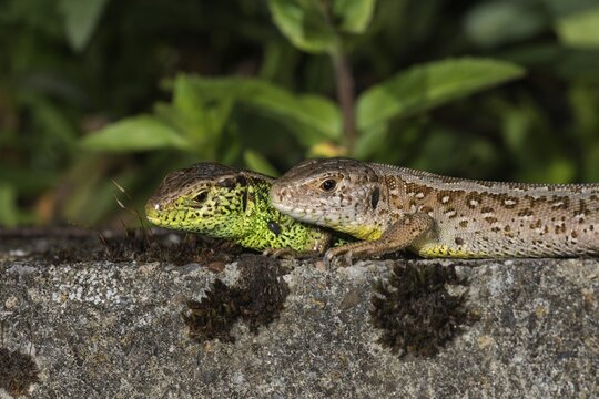 Sand lizard (Lacerta agilis), animal pair, left male, right female sunbathing on a wall, Baden-W&uuml;rttemberg, Germany