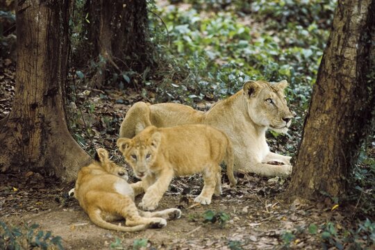 Asian Lion (Panthera leo persica), female with cubs, India, Asia