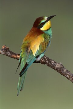 European Bee-eater (Merops apiaster) perched on a branch, Sardinia, Italy, Europe