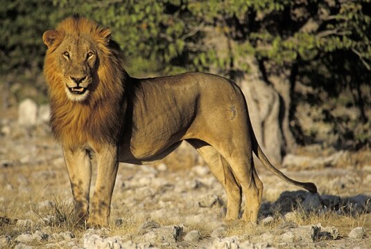 Male lion ( Panthera leo) - Etosha National Park - Namibia