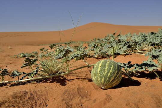 Desert melon in front of a dune, Bayuda Desert, asch-Schamaliyya, Sudan