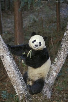 Great Panda (Ailuropoda melanoleuca) feeding on bamboo, Wolong Valley, Himalaya, China, Asia