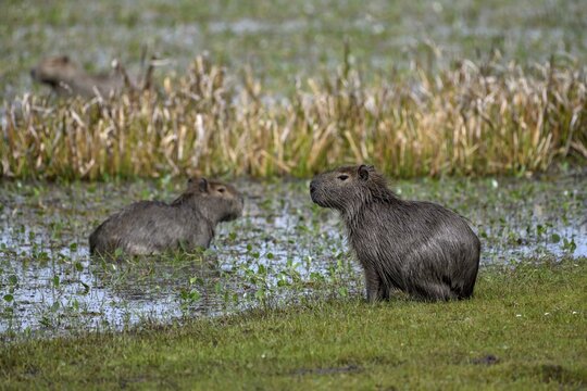 Capybaras (Hydrochoerus hydrochaeris), Cambyret&aacute;, Esteros del Iber&aacute;, Corrientes Province, Argentina