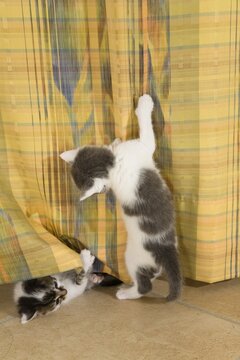Kittens playing with a curtain in the living room