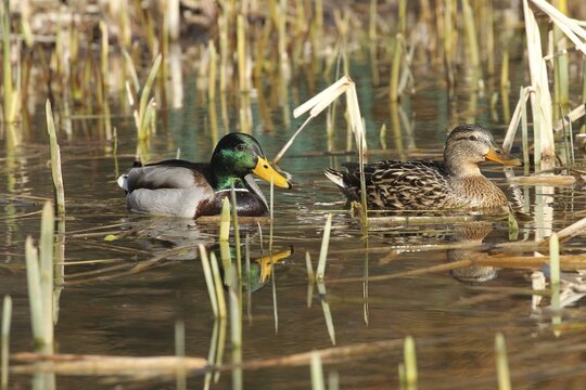 Mallardspaar (Anas platyrhynchos) swims on a pond, Allg&auml;u, Bavaria, Germany