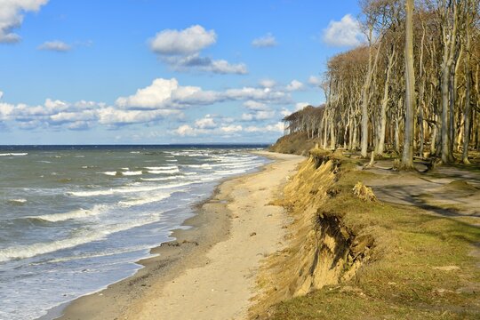 Stormy and sunny winter day at the Baltic Sea, ghost forest at the beach, Nienhagen, Mecklenburg-Vorpommern, Germany