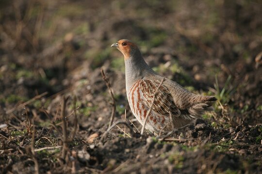 Partridge (Perdix perdix) on field, Burgenland, Austria, Europe