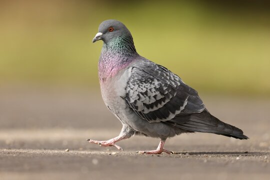 City dove (Columba livia forma domestica) walking on path, Germany