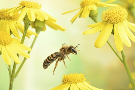 Sweat Bee (Halictus scabiosae), female, in flight on flowers of spring-grass-wort (Senecio vernalis)