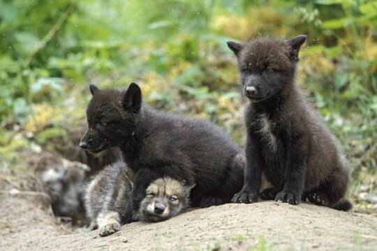Wolf (Canis lupus) pups at den, North America