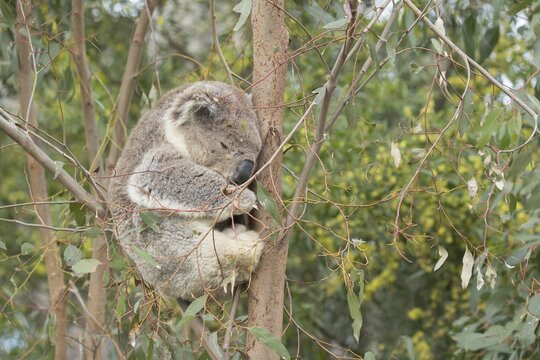 Koala (Phascolarctos cinereus) adult animal sleeping in a Eucalyptus tree, Victoria, Australia