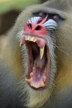 Mandrill (Mandrillus sphinx), male, yawning, captive, South-West Region, Cameroon