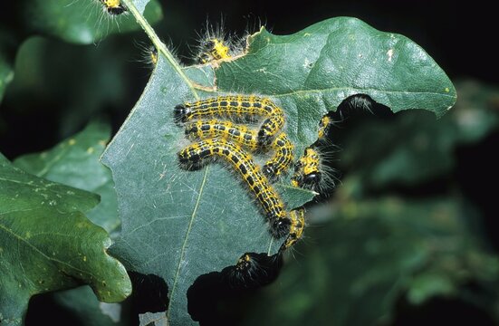 Oak Processionaries (Thaumetopoea processionea) feeding on oak leaves