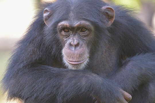West African Chimpanzee (Pan troglodytes verus), Tacugama Chimpanzee Sanctuary, Province Western Area Tacugama, Sierra Leone