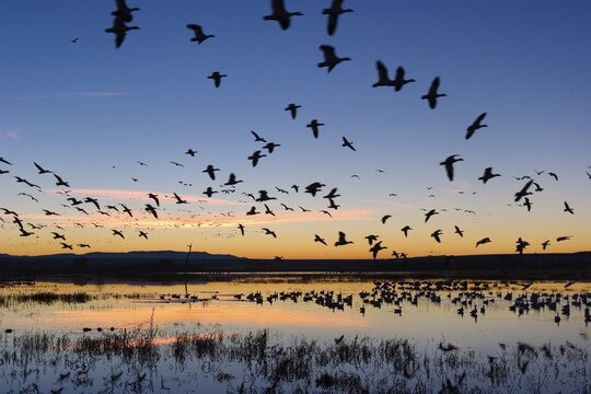 Snow Geese (Anser caerulescens atlanticus, Chen caerulescens) flying at sunrise, dawn, in the Bosque del Apache Wildlife Refuge, New Mexico, USA, North America