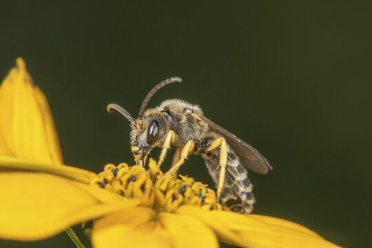 Sweat Bee (Halictus scabiosae) on Whorled-leaved tickseed (Coreopsis verticillata), Untergr&ouml;ningen, Baden-W&uuml;rttemberg, Germany